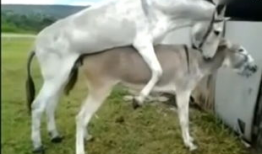 驴与马交配视频,驴马杂交现象首次视频记录